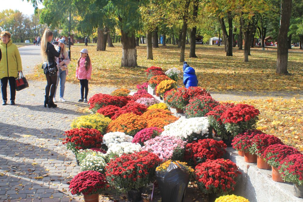 Перший Фестиваль хризантем у Полтаві