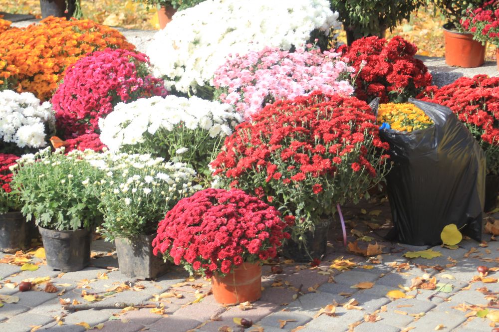 Перший Фестиваль хризантем у Полтаві