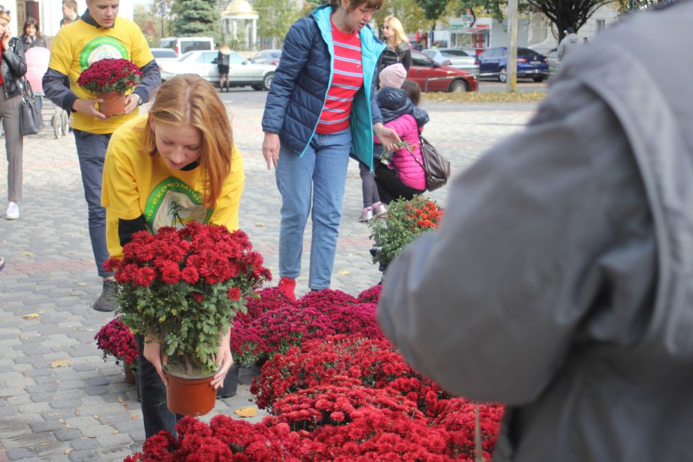 Перший Фестиваль хризантем у Полтаві