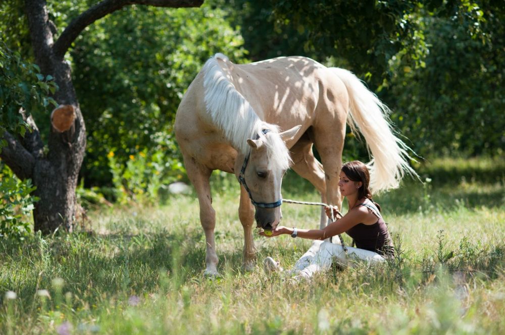 Покататися можна і на конях і на поні
