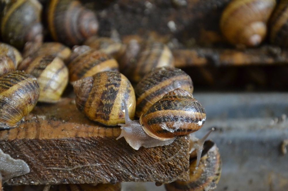 Равликова ферма