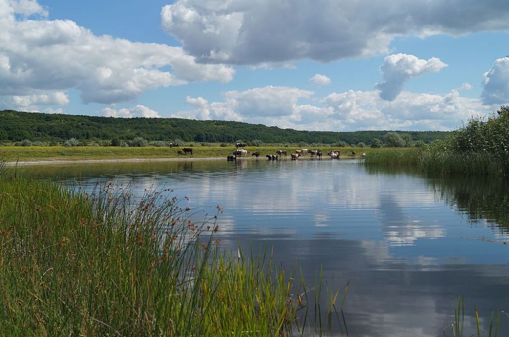 Заповідник "Руський Орчик" (Джерело – Вікіпедія)