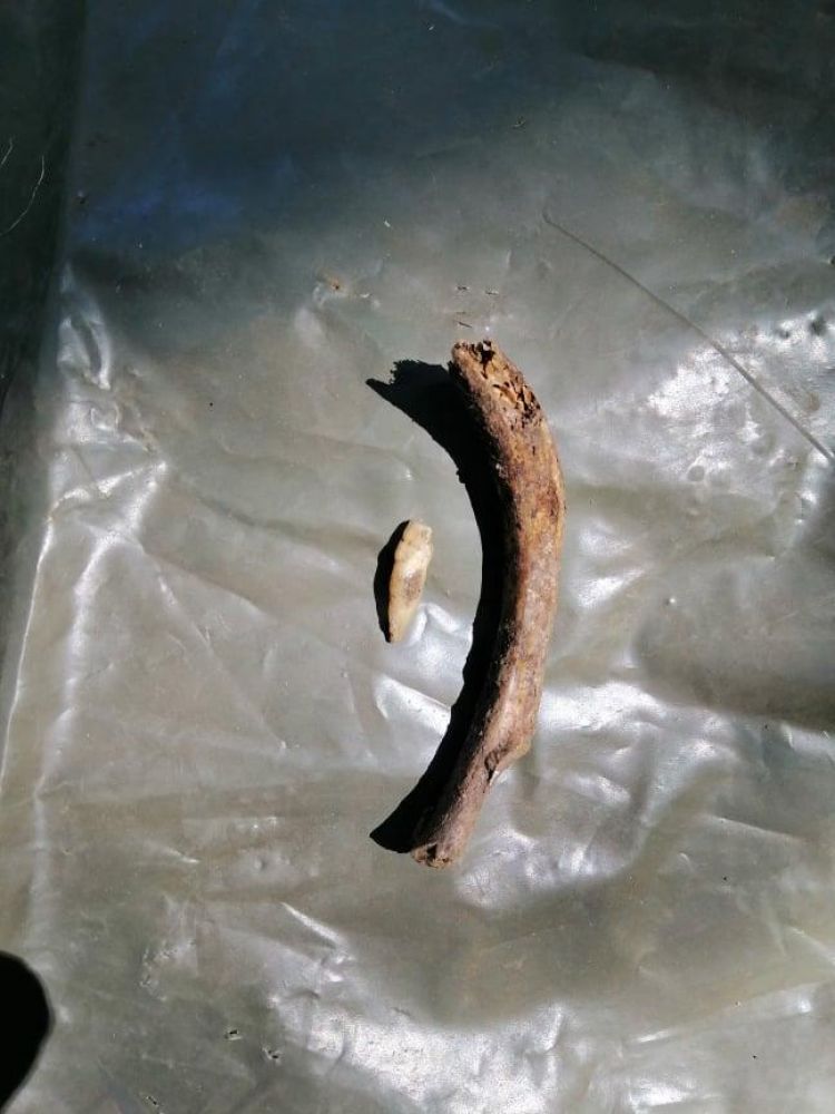 Людські останки, знайдені в рові