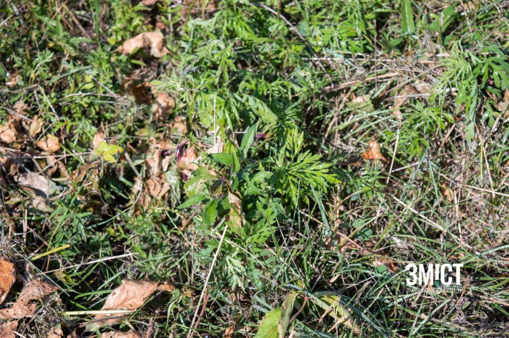 Оброблена розчином амброзія