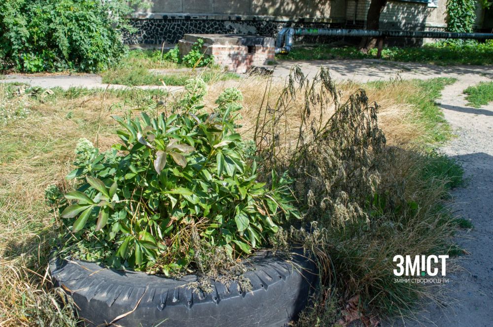 Оброблена амброзія в'яне та чорніє