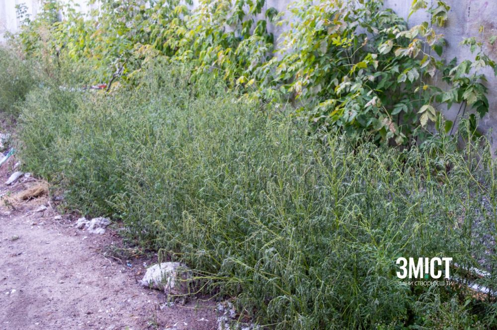 Амброзію обробляють засобом із бішофітом