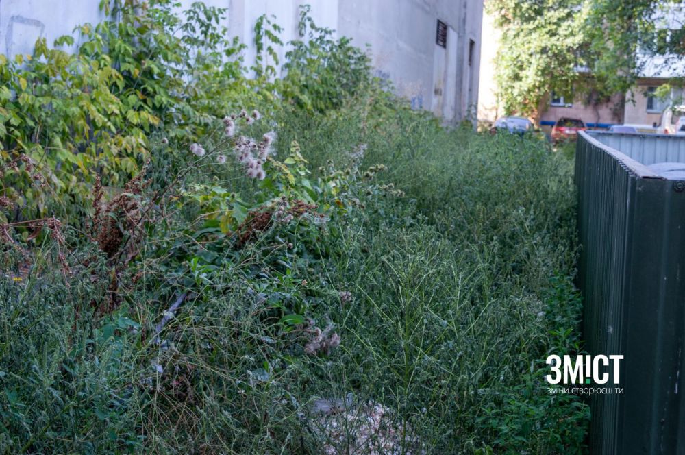 Амброзію обробляють засобом із бішофітом