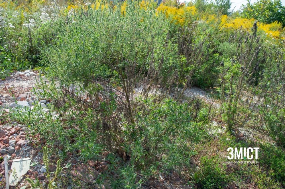 Амброзію обробляють засобом із бішофітом