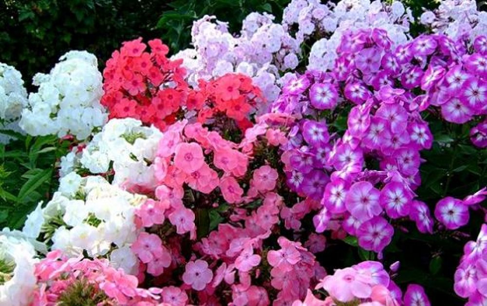 Флокси