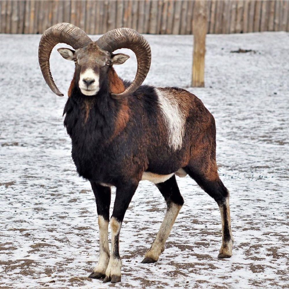 Екопарк «Бабусин дворик»