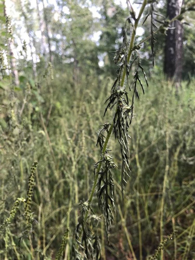 Амброзія після обробки бішофітом (Джерело – КП по УНЗ Дніпровського району в facebook)