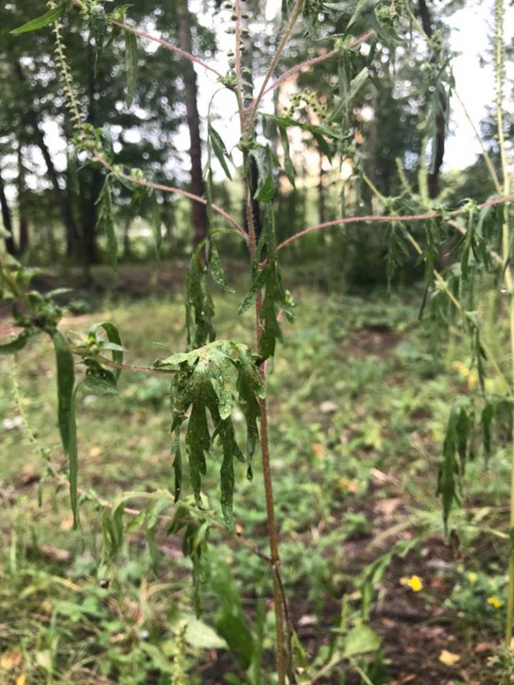Амброзія після обробки бішофітом (Джерело – КП по УНЗ Дніпровського району в facebook)