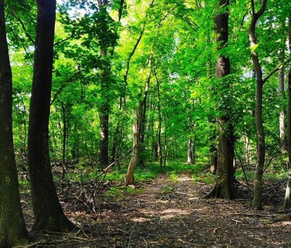 Лісосмуга О.О. Ізмаїльського. Фото РЛП «Диканський»