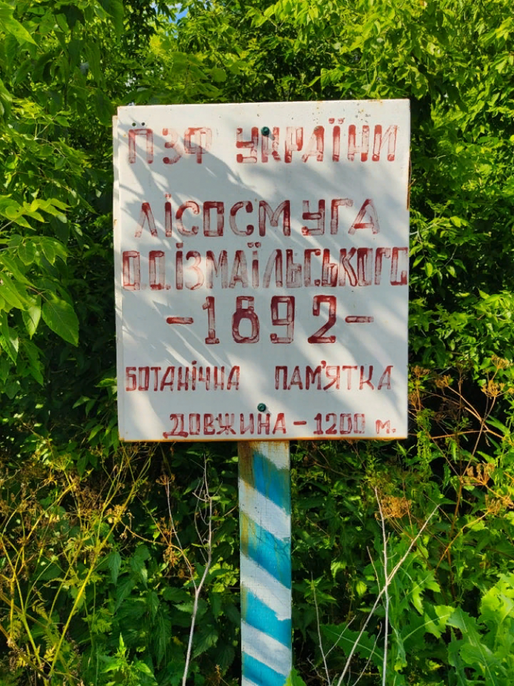 Лісосмуга О.О. Ізмаїльського. Фото РЛП «Диканський»