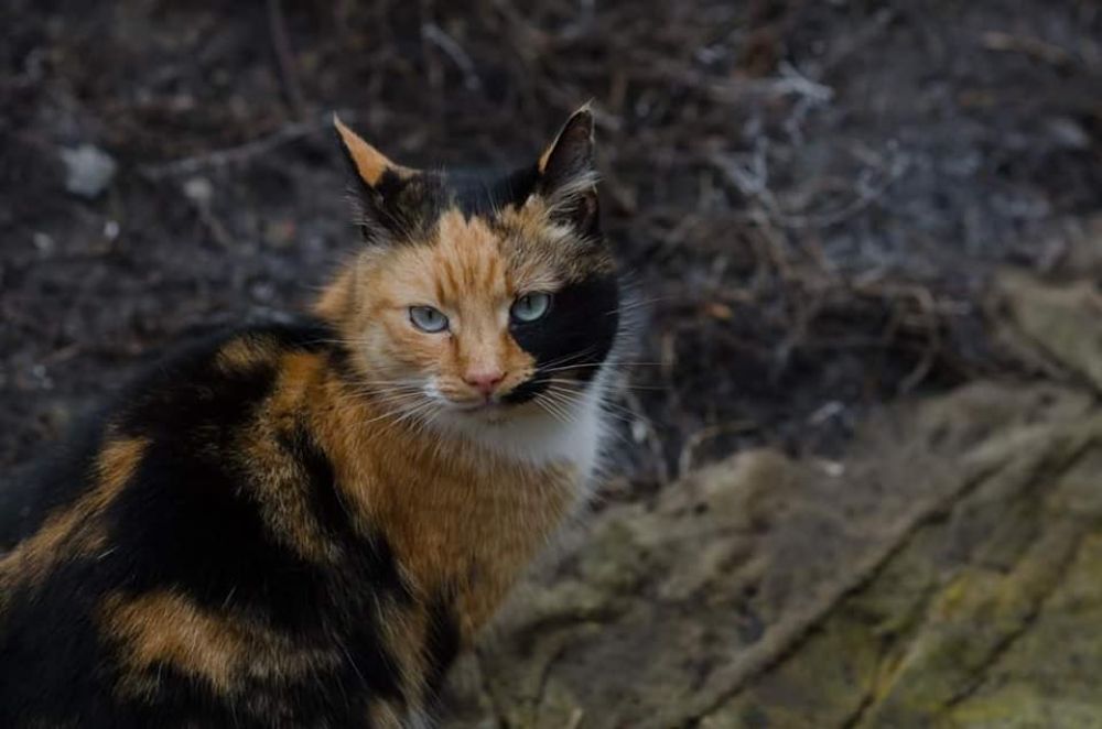 Полтавські волонтери просять допомоги – без господаря залишилося до десяти котів і собак