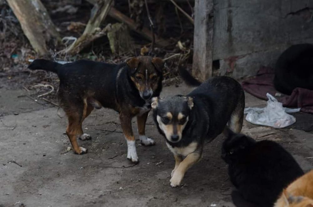 Полтавські волонтери просять допомоги – без господаря залишилося до десяти котів і собак