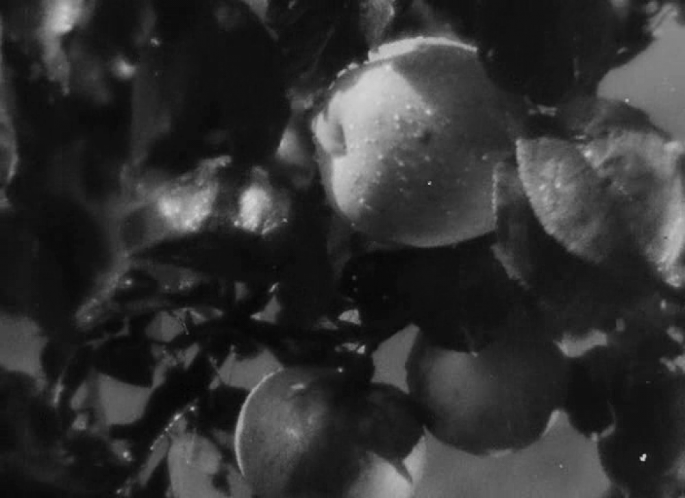 Ті самі яблука - один з найяскравіших символів стрічки. Кадр із фільму 