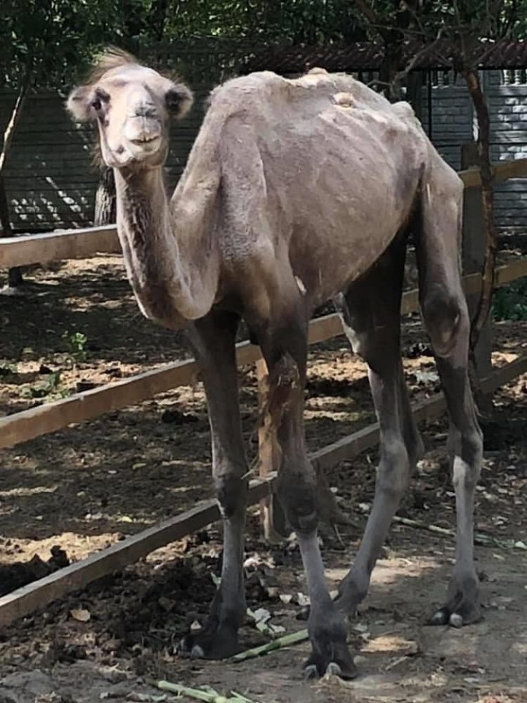 Верблюд у Кобеляцькому екопарку