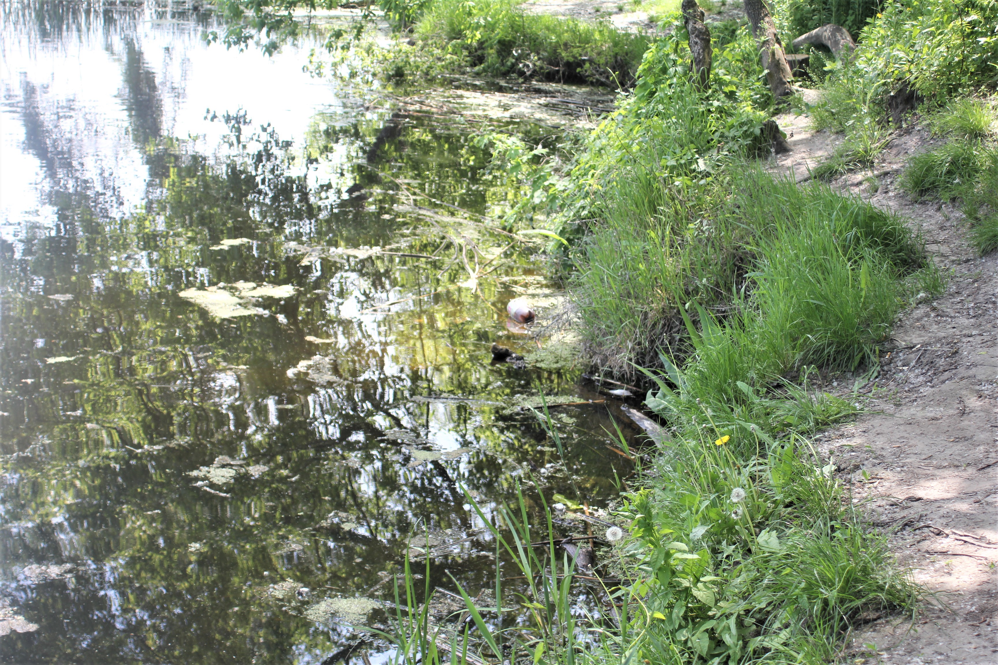 Прирічковий парк після прибирання 