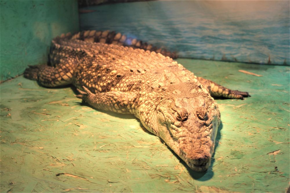 Крокодил, який став «експонатом»