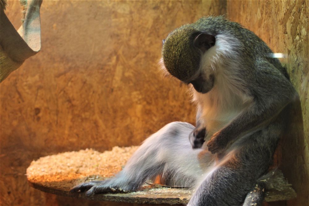 Тваринка у вольєрі