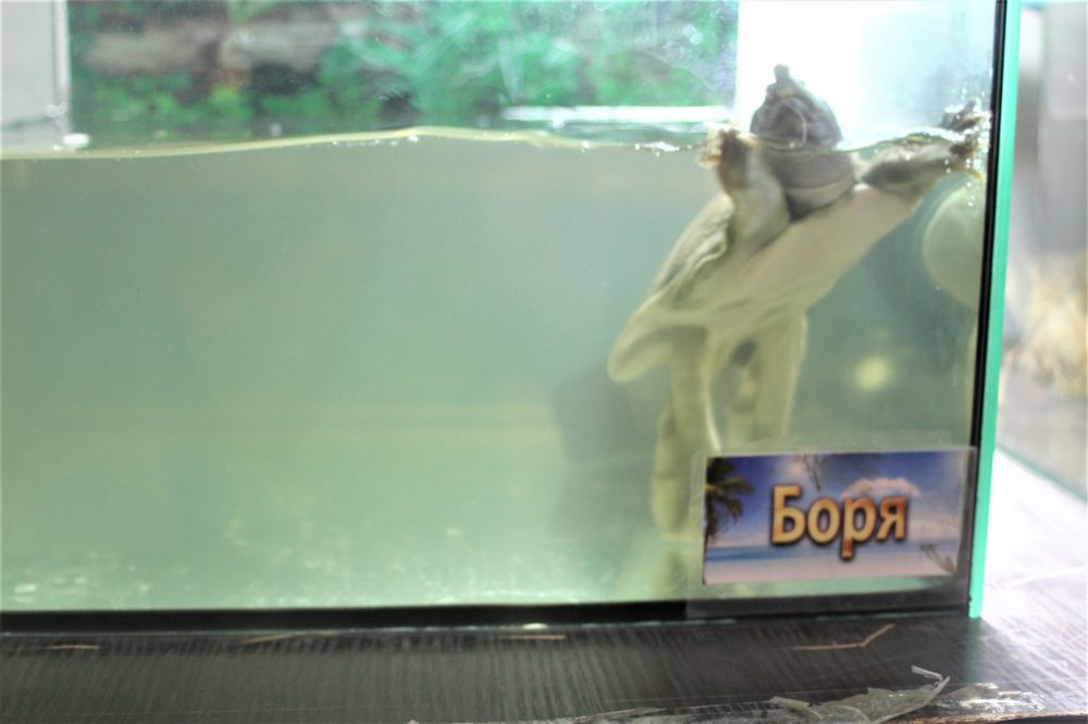 Черепашка Боря