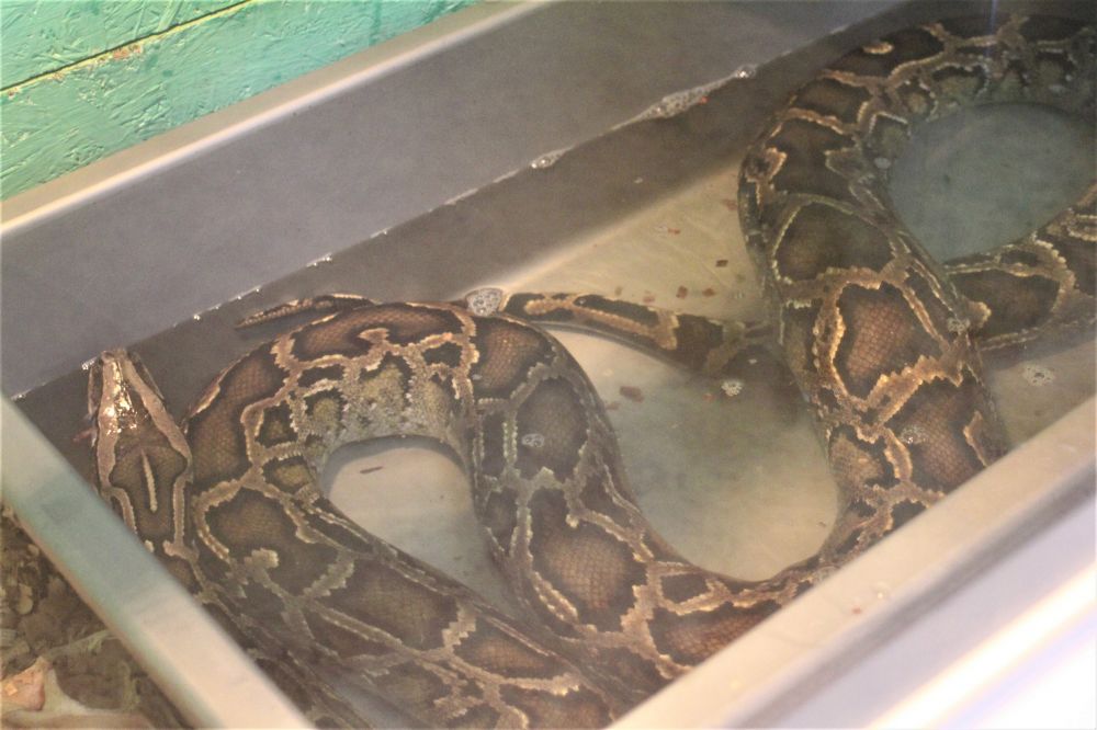 Пітон на виставці