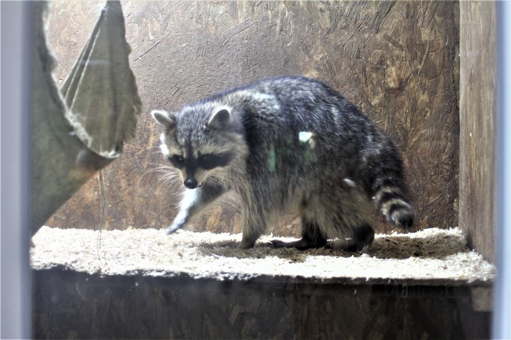 Єнот на виставці