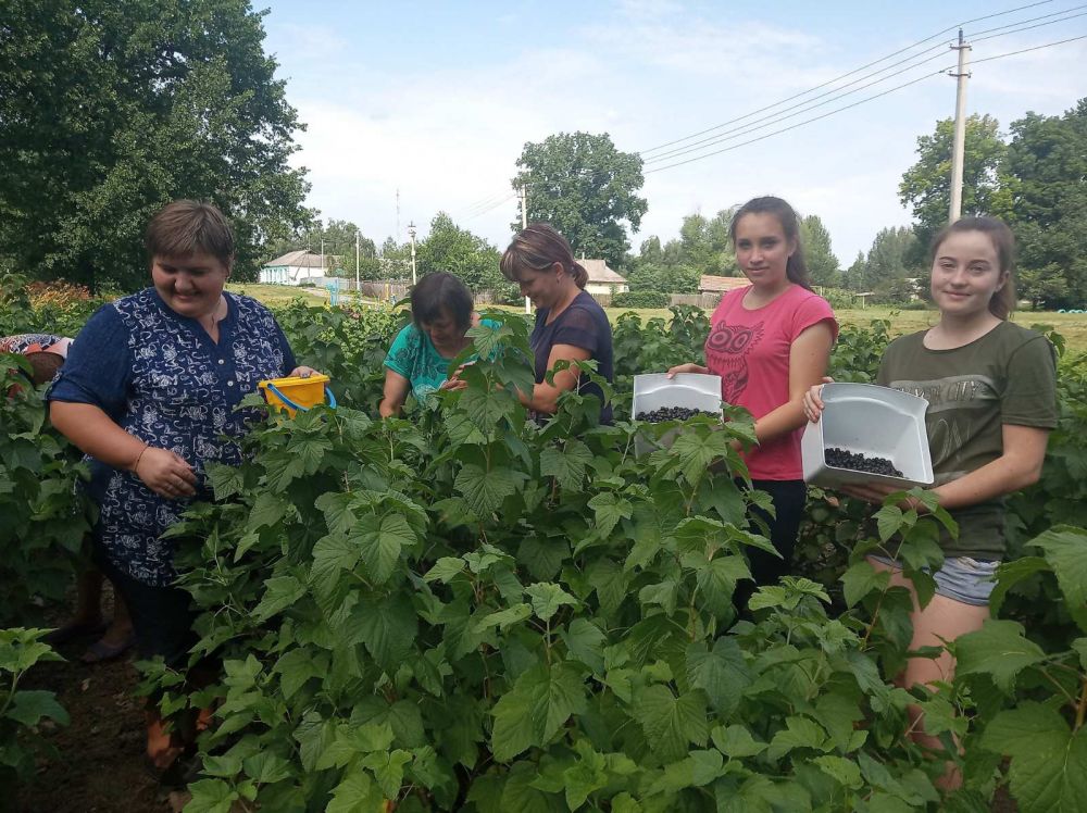 Збір смородини в пришкільному саду