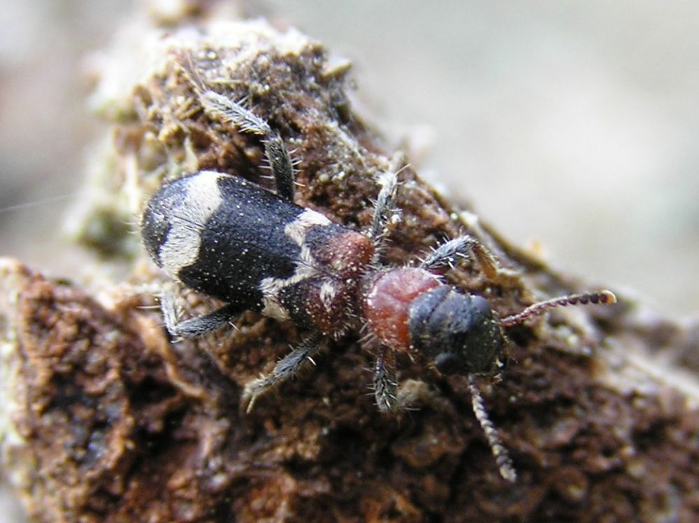 Мурахо-жук або Thanasimus formicarius (Джерело – wikipedia.org)