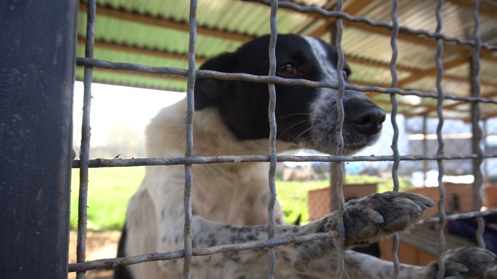 Кожний собака у центрі має окремий вольєр