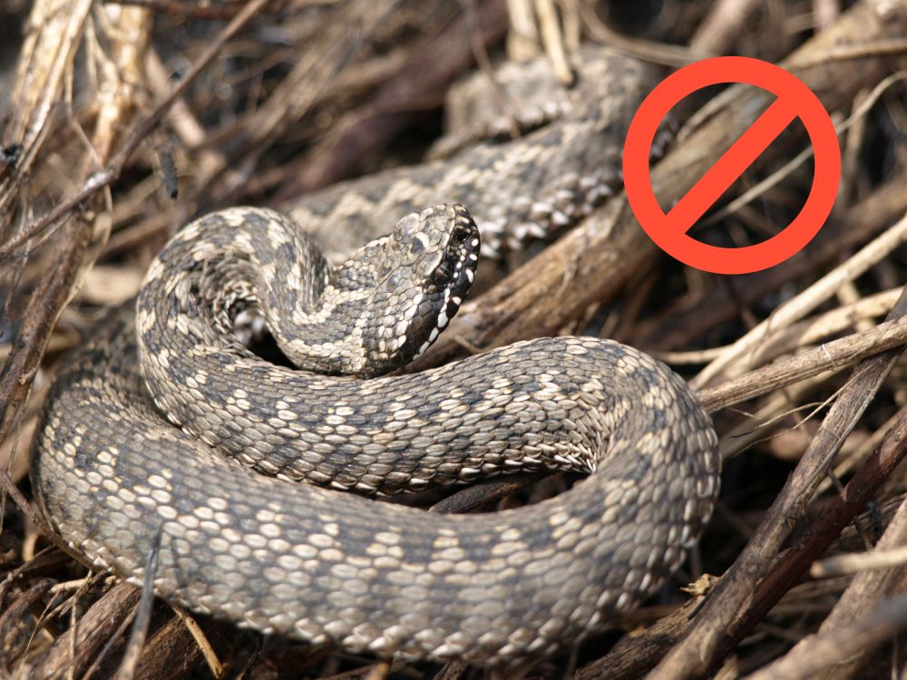 Отруйна гадюка степова