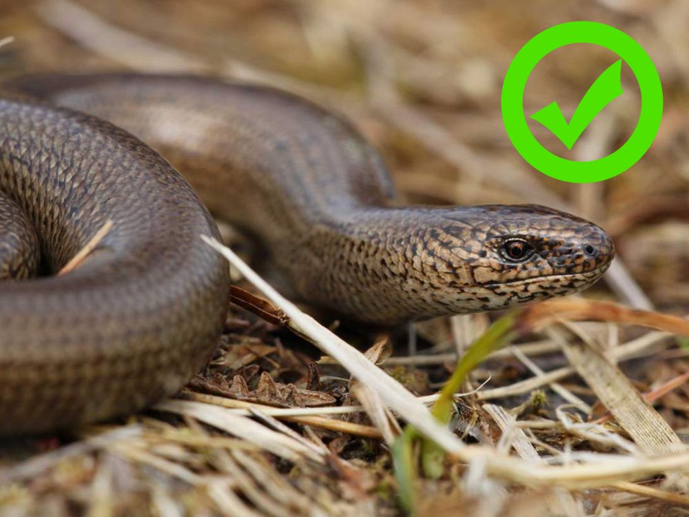 Неотруйна ящірка веретільниця ламка