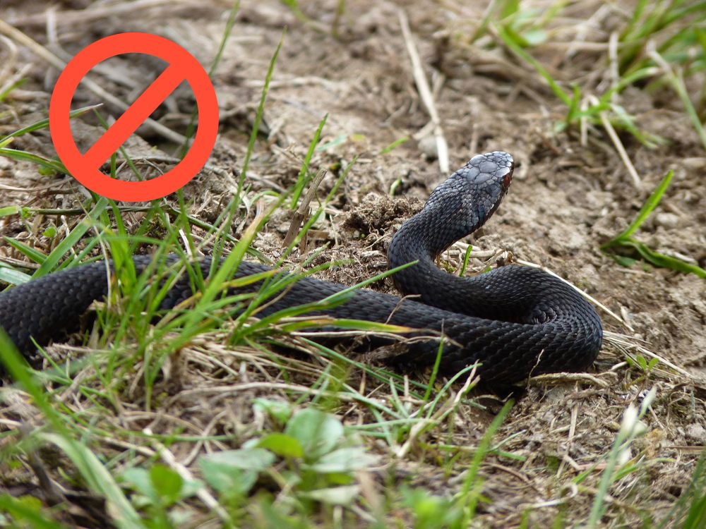 Отруйна гадюка звичайна