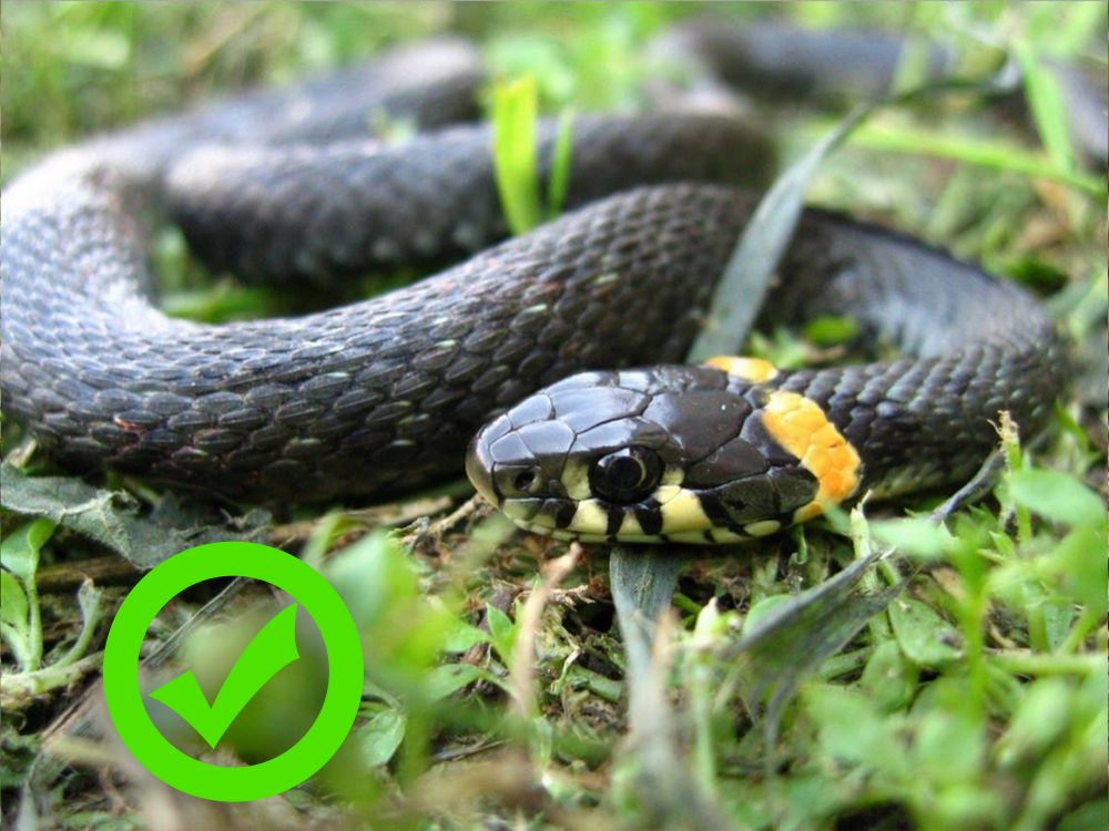 Неотруйний вуж звичайний