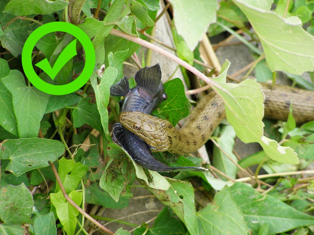 Неотруйний вуж водяний