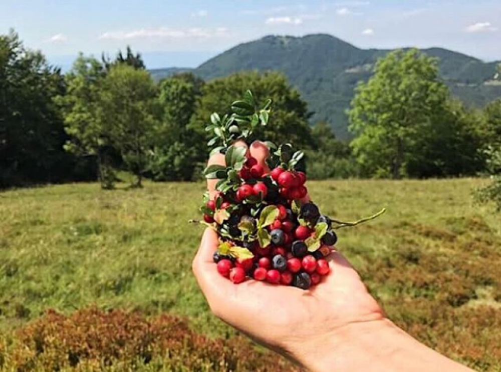 Карпатська брусниця