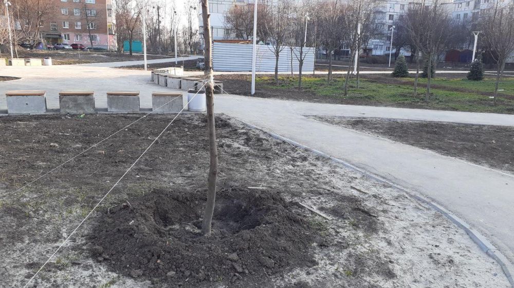 Висаджені дерева у парку